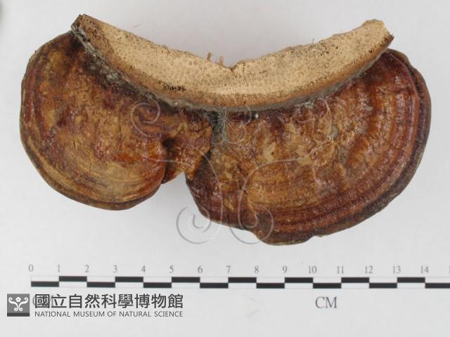 靈芝屬藏品圖，第3張