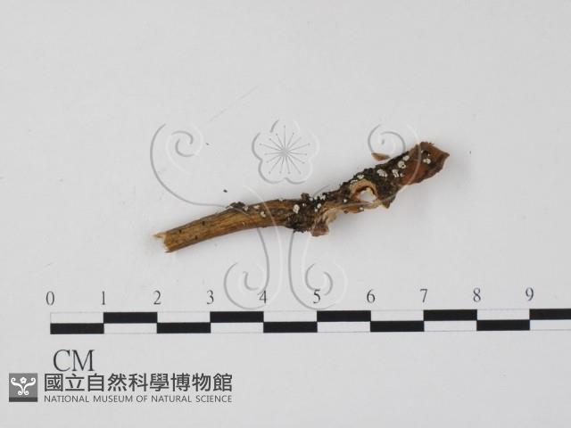 登錄號:F0016647藏品圖，第3張