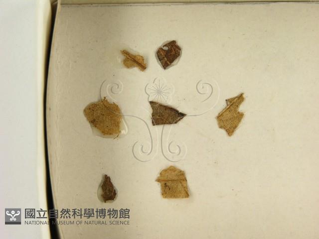 登錄號:F0021647藏品圖，第3張