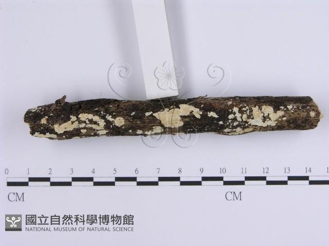 登錄號:F0001647藏品圖，第3張