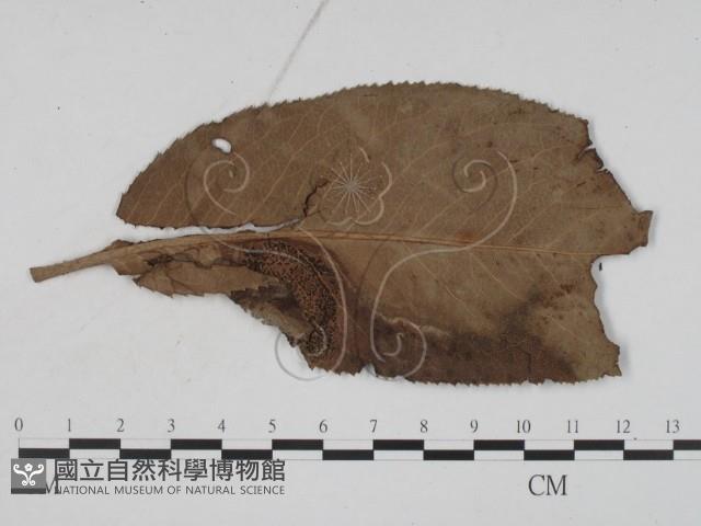 登錄號:F0011647藏品圖，第3張
