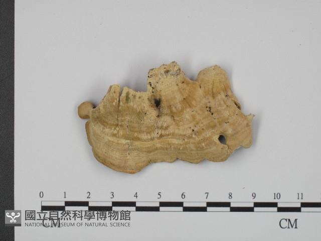 登錄號:F0004647藏品圖，第3張