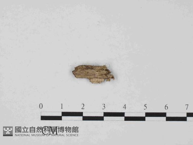 登錄號:F0014647藏品圖，第3張