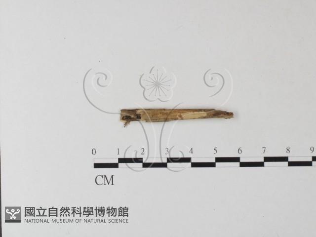 登錄號:F0007647藏品圖，第3張