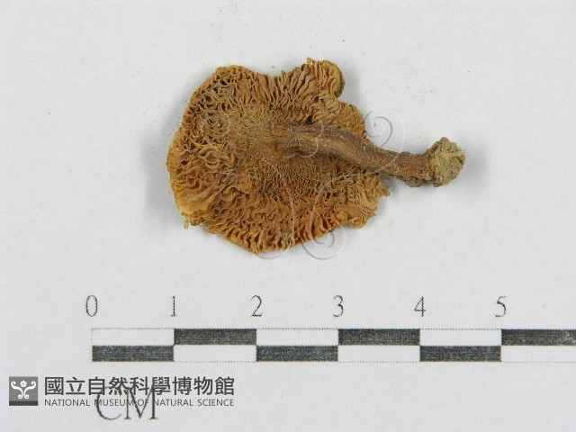 紅菇屬藏品圖，第3張