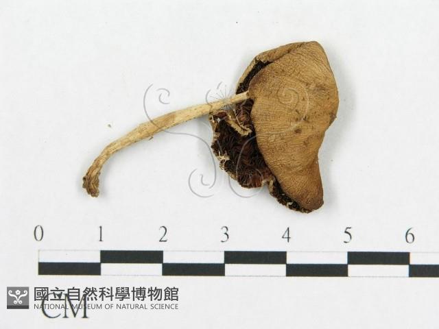 登錄號:F0009647藏品圖，第3張