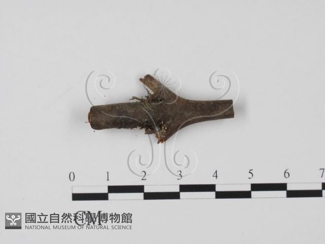登錄號:F0019647藏品圖，第3張