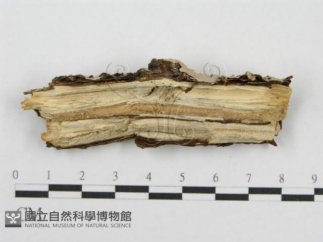 筍殼菌屬藏品圖，第3張