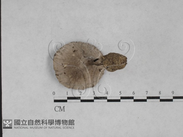 登錄號:F0028447藏品圖，第3張