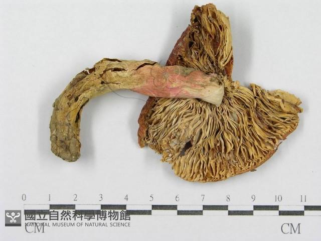 登錄號:F0008447藏品圖，第3張