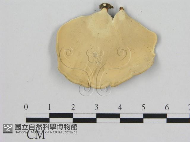 相鄰小孔菌藏品圖，第3張