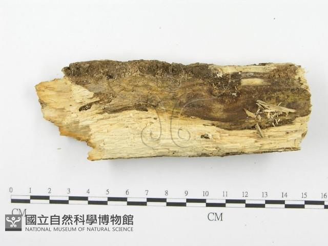 登錄號:F0000447藏品圖，第3張