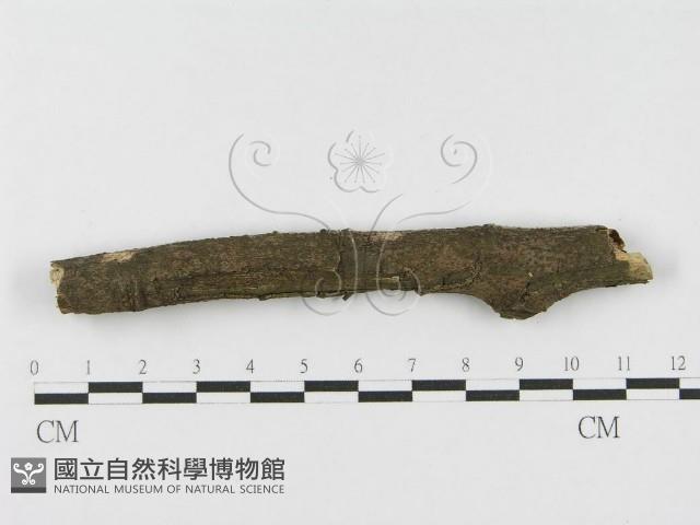 登錄號:F0010447藏品圖，第3張