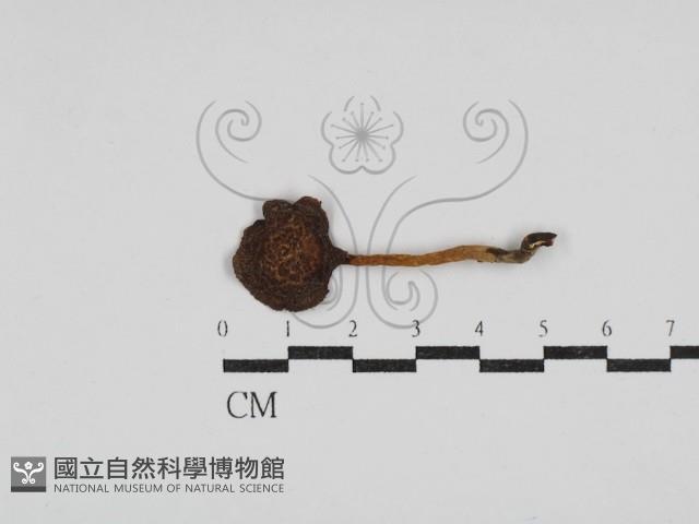 登錄號:F0030447藏品圖，第3張