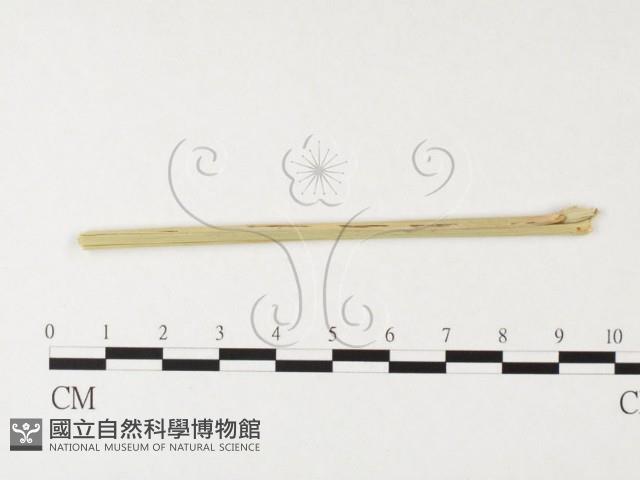 登錄號:F0026447藏品圖，第1張