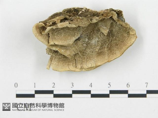 登錄號:F0016447藏品圖，第1張