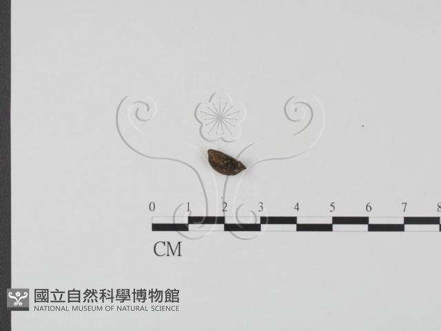 登錄號:F0001447藏品圖，第3張