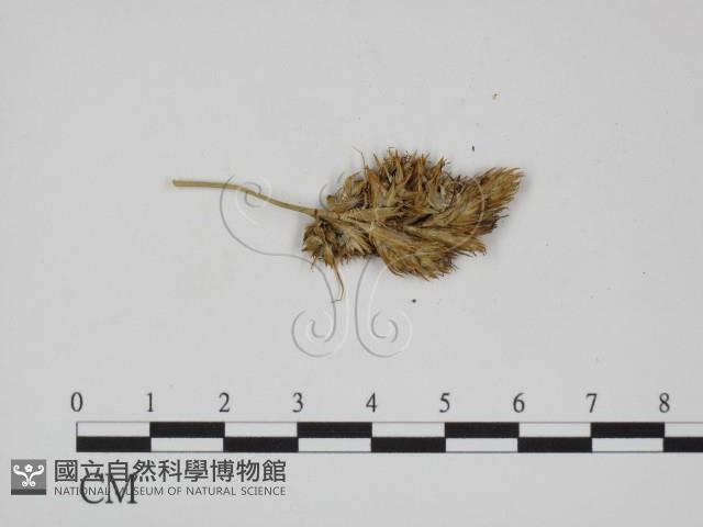 登錄號:F0011447藏品圖，第3張