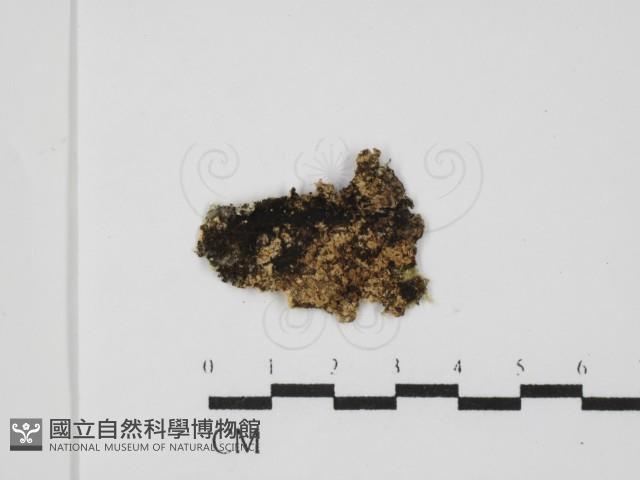 銳孔菌屬藏品圖，第3張