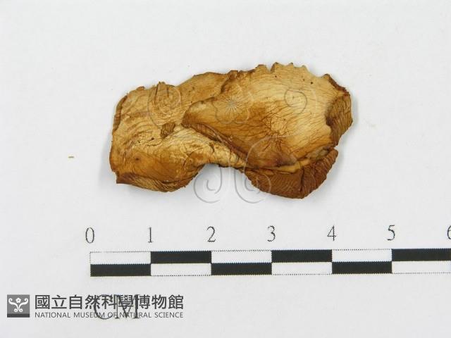 登錄號:F0004447藏品圖，第3張