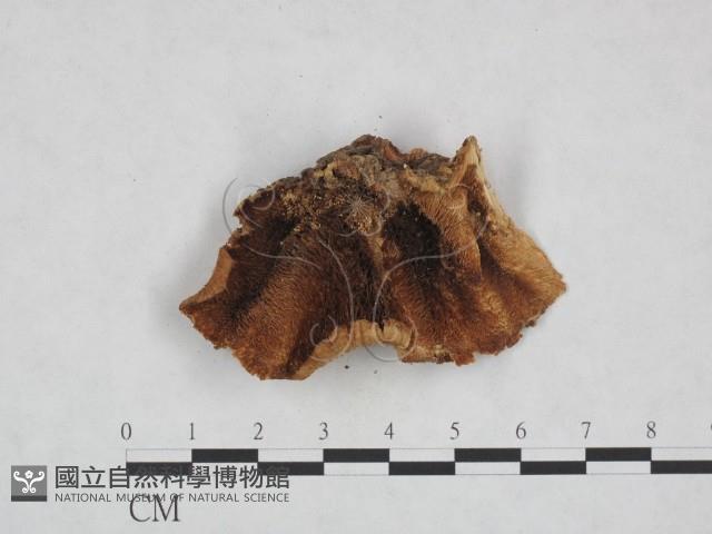 登錄號:F0014447藏品圖，第3張