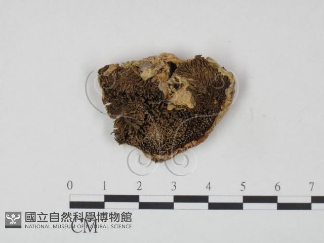 登錄號:F0002447藏品圖，第3張