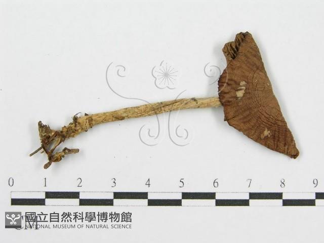 登錄號:F0012447藏品圖，第3張
