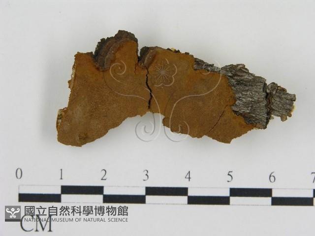 登錄號:F0017447藏品圖，第1張