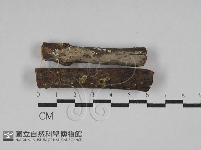 登錄號:F0029447藏品圖，第3張
