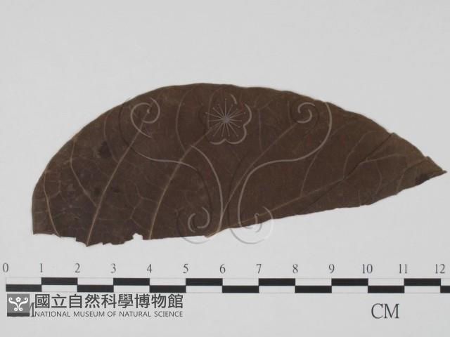 登錄號:F0019447藏品圖，第3張