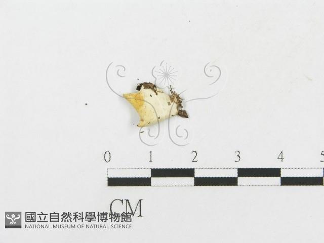 登錄號:F0018747藏品圖，第3張
