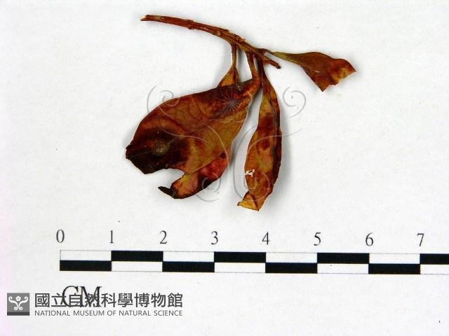 登錄號:F0020747藏品圖，第3張