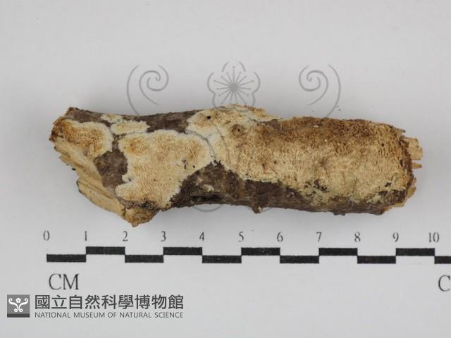 登錄號:F0030747藏品圖，第1張