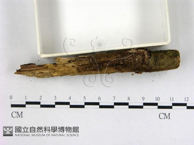 登錄號:F0001747藏品圖，第3張