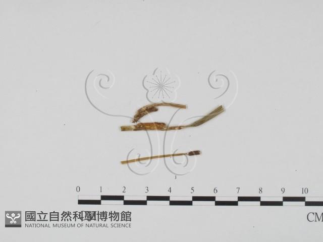 登錄號:F0011747藏品圖，第3張