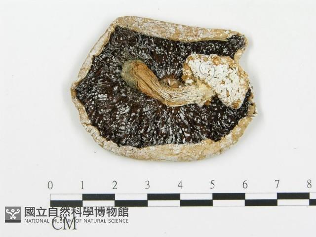 四孢蘑菇藏品圖，第3張