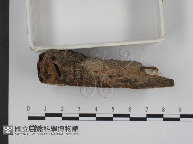 登錄號:F0002747藏品圖，第3張