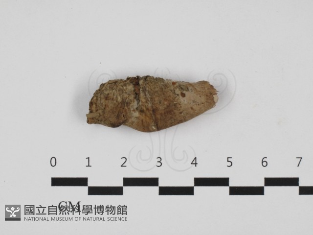 登錄號:F0032747藏品圖，第3張