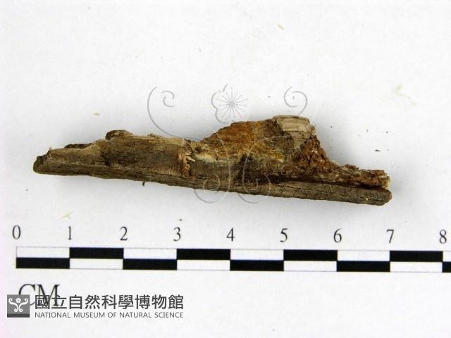 登錄號:F0017747藏品圖，第3張