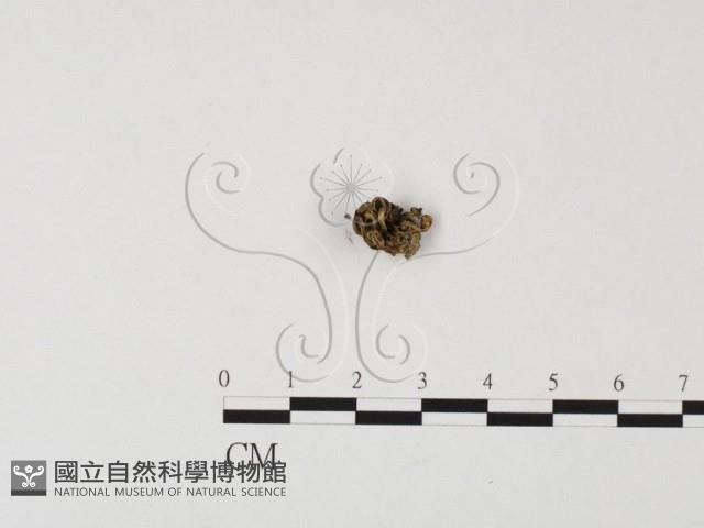 登錄號:F0025747藏品圖，第3張