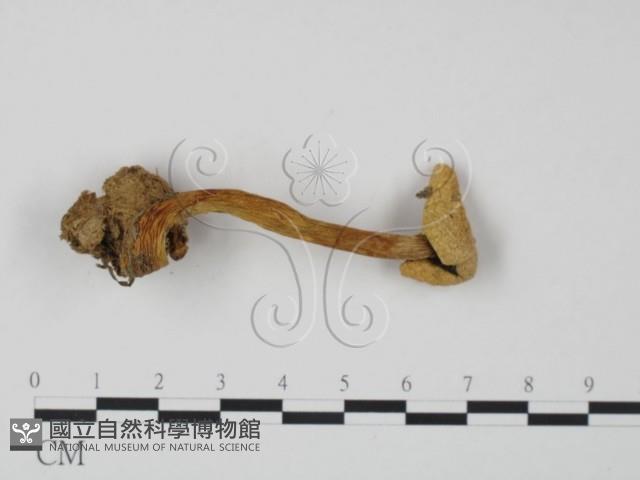 登錄號:F0009747藏品圖，第3張