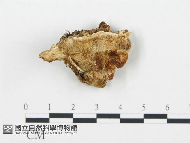 登錄號:F0019747藏品圖，第1張