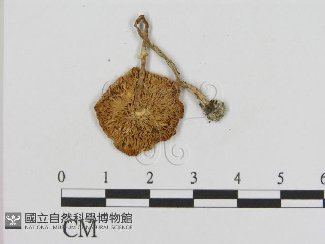 登錄號:F0008547藏品圖，第3張