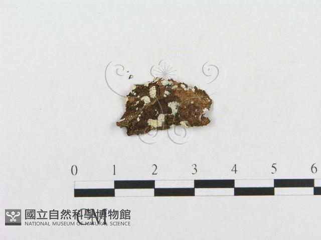 登錄號:F0000547藏品圖，第3張