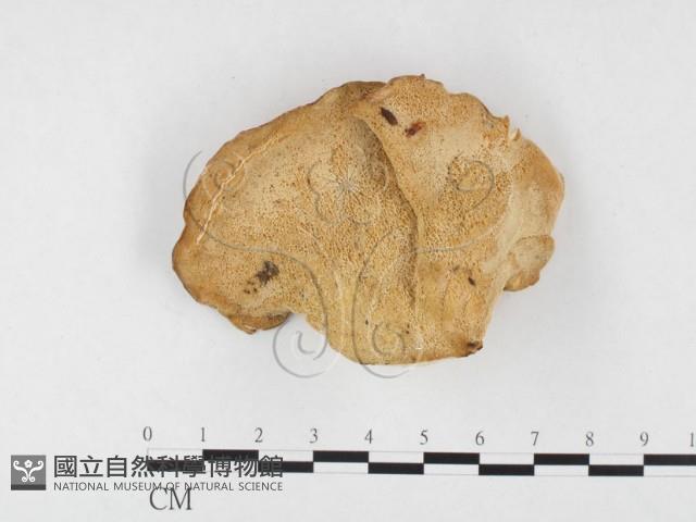 登錄號:F0026547藏品圖，第3張