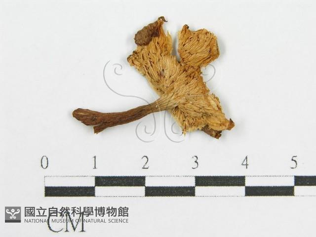 登錄號:F0016547藏品圖，第3張