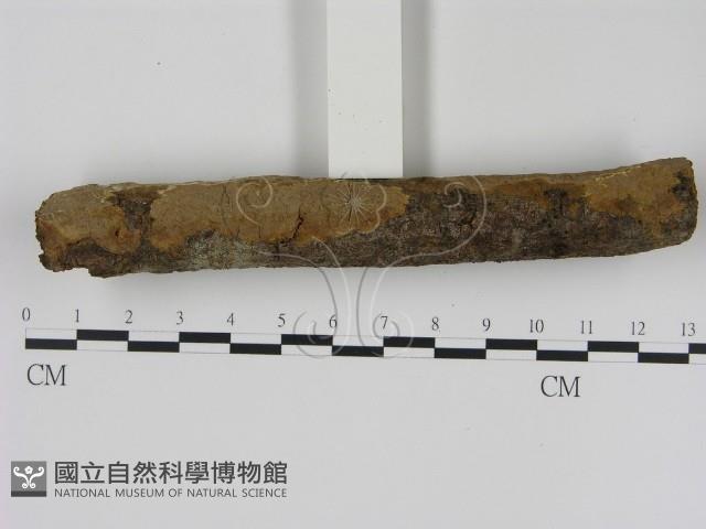 刺革菌屬藏品圖，第3張