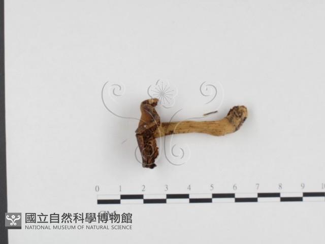 登錄號:F0024547藏品圖，第3張