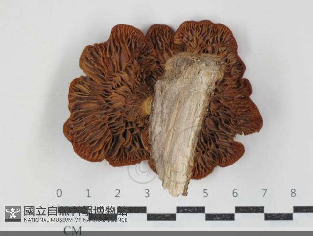 登錄號:F0034547藏品圖，第3張