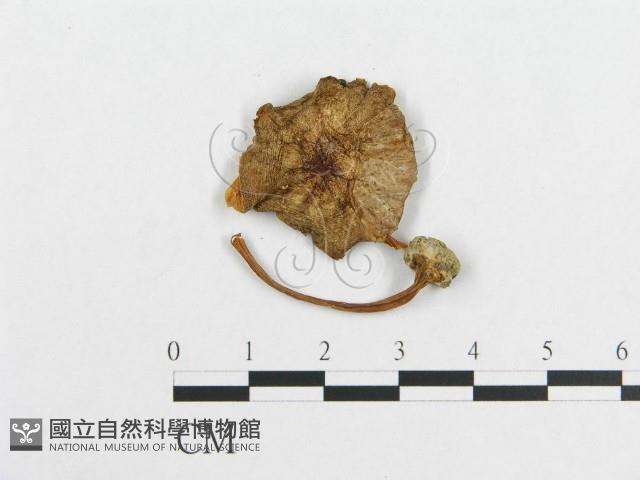 登錄號:F0012547藏品圖，第3張